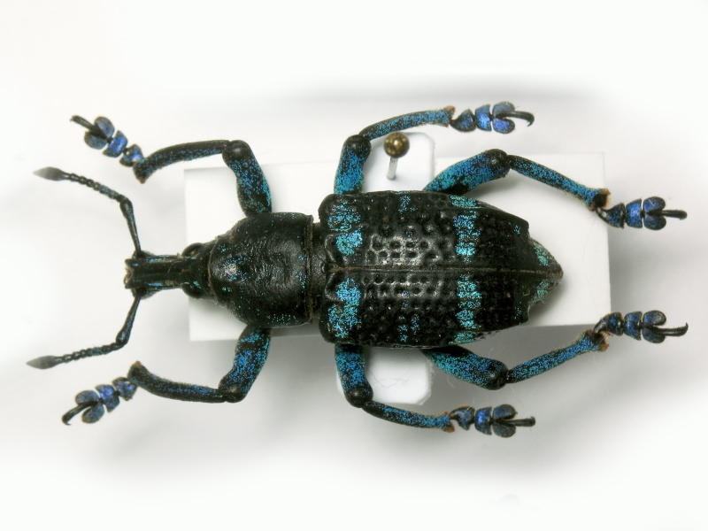 Eupholus linnei (Thomson, 1857)